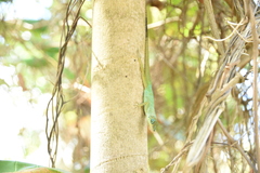 Anolis roquet