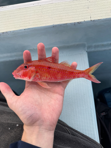 Cinnaber-koraalmeerbarbeel (Parupeneus heptacanthus) — Mullidae — 3