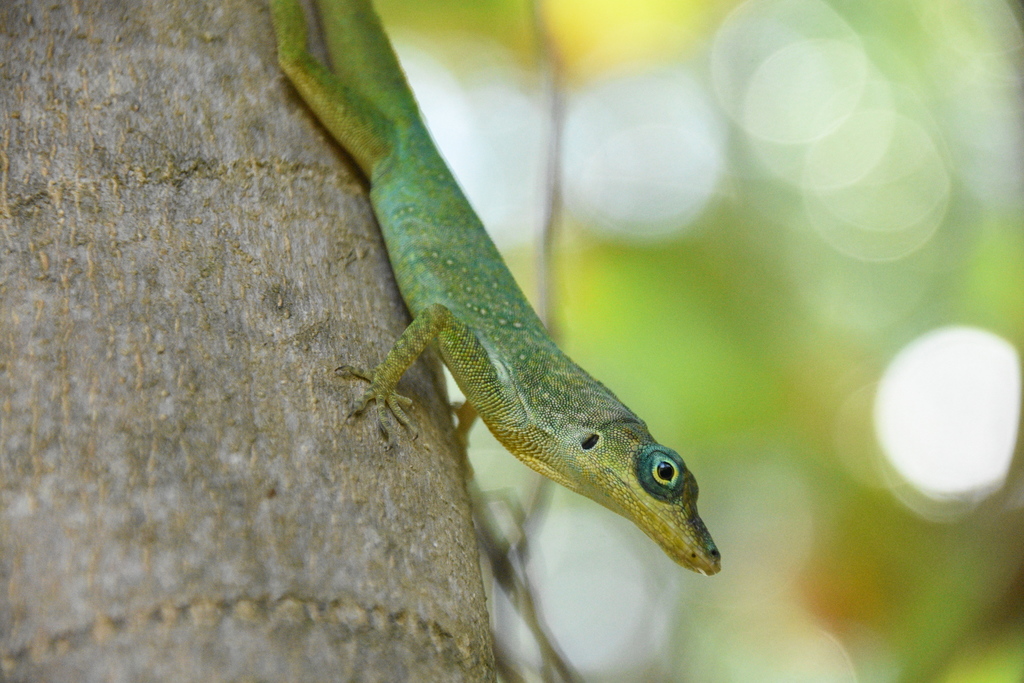 Martinique Anole