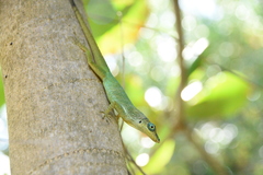 Anolis roquet