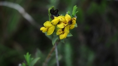 Liparia hirsuta