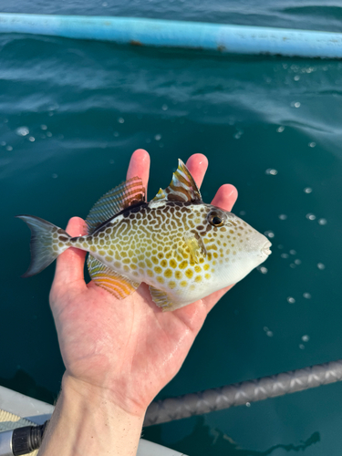 Starry Triggerfish — seen at this dive site