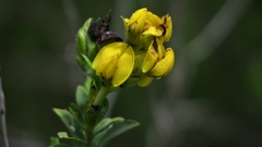 Liparia hirsuta
