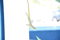 Anolis roquet