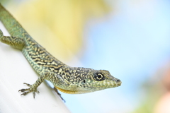 Anolis roquet
