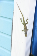 Anolis roquet
