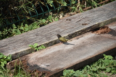 Melanospiza bicolor