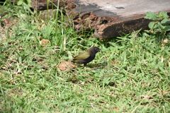 Melanospiza bicolor