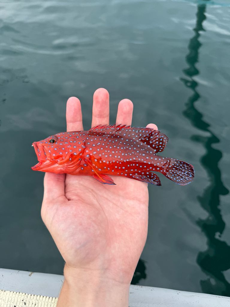 Coral hind, Vermilion seabas (Cephalopholis miniata)