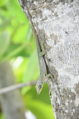 Anolis roquet
