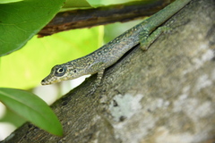 Anolis roquet