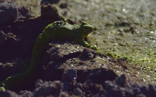 iNaturalist observation photo of American Bullfrog
