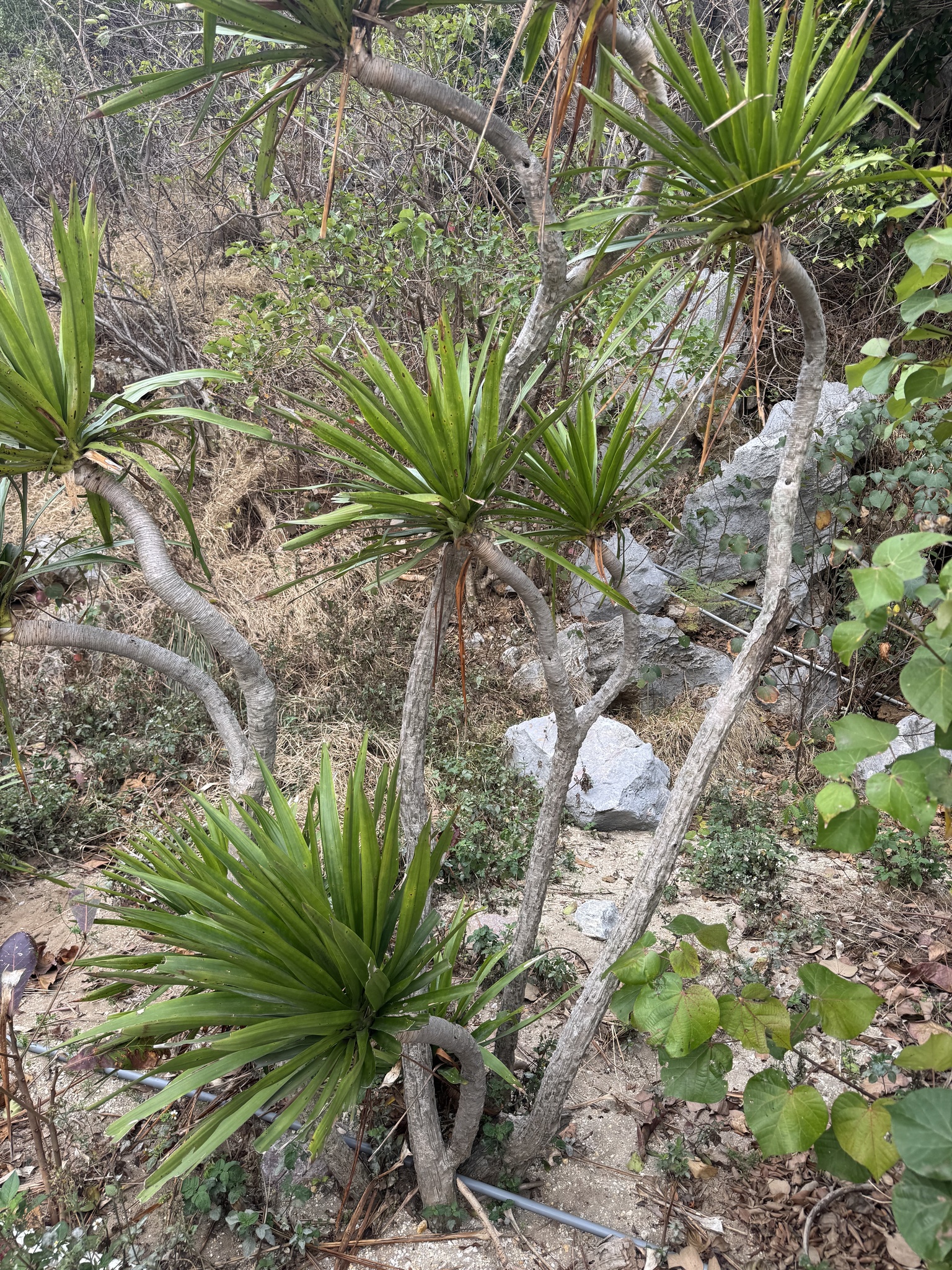 Dracaena cochinchinensis (Dracaena cochinchinensis)