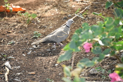 Streptopelia decaocto