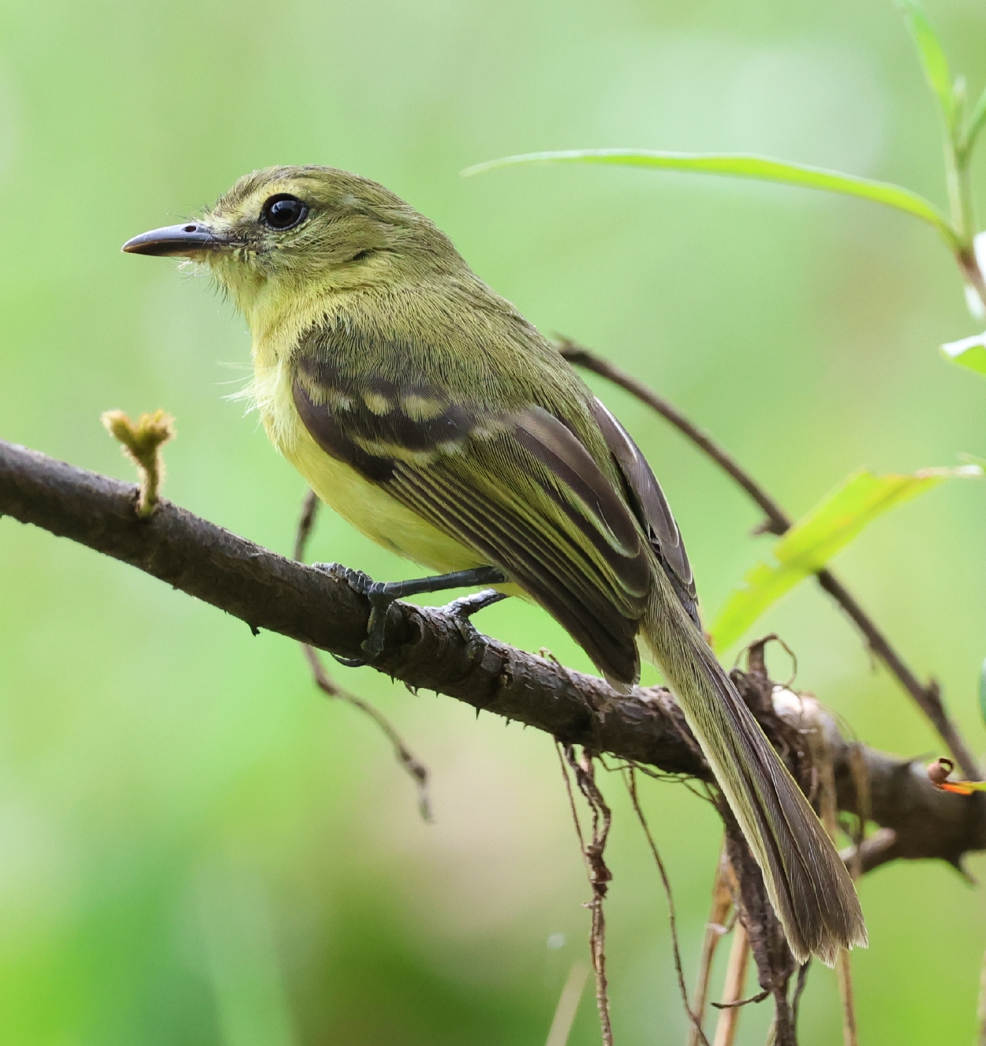 Yellow Tyrannulet (Capsiempis flaveola), photo 6