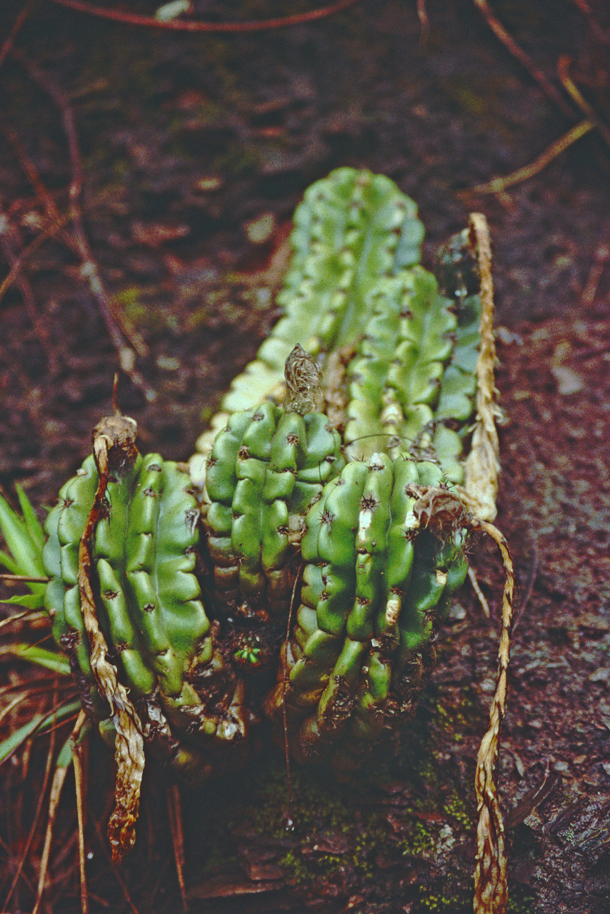 Echinopsis bridgesii ssp. yungasensis