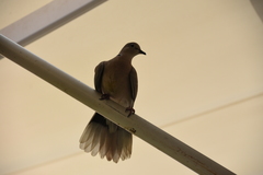 Streptopelia decaocto
