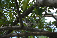 Mimus gilvus