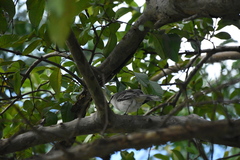Mimus gilvus