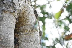 Anolis roquet