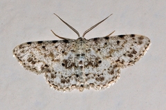 Scopula nigrinotata