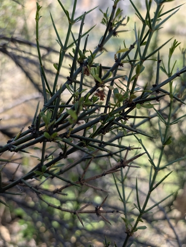 Discaria pubescens, photograph 2