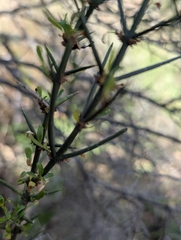 Discaria pubescens, photograph (c) Corin, some rights reserved (CC BY)