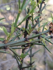 Discaria pubescens, photograph (c) Corin, some rights reserved (CC BY)