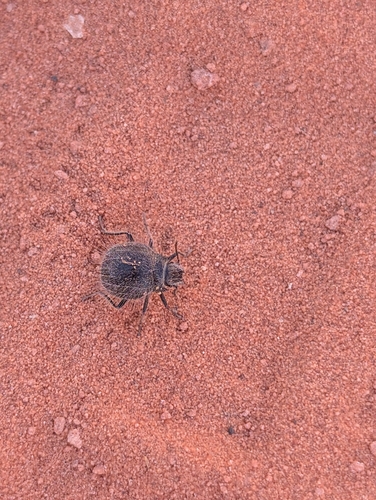 Edrotes ventricosus photo 4