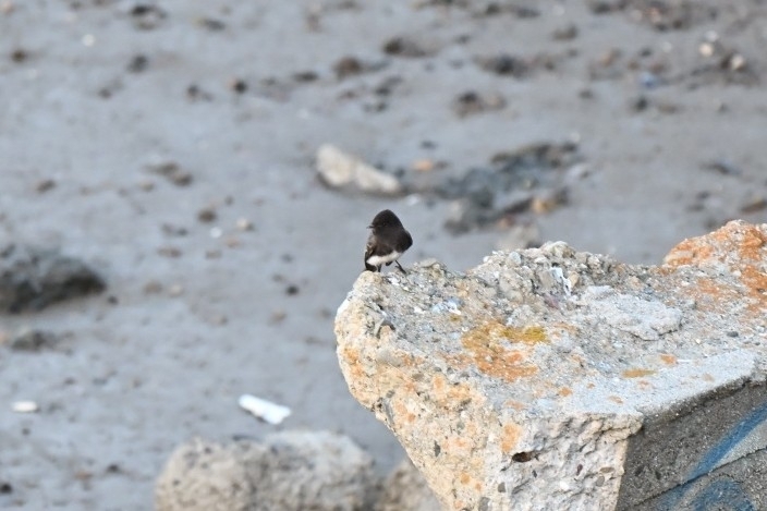 Black Phoebe