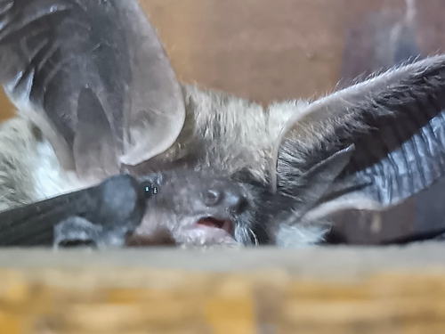 Small Big-eared Brown Bat