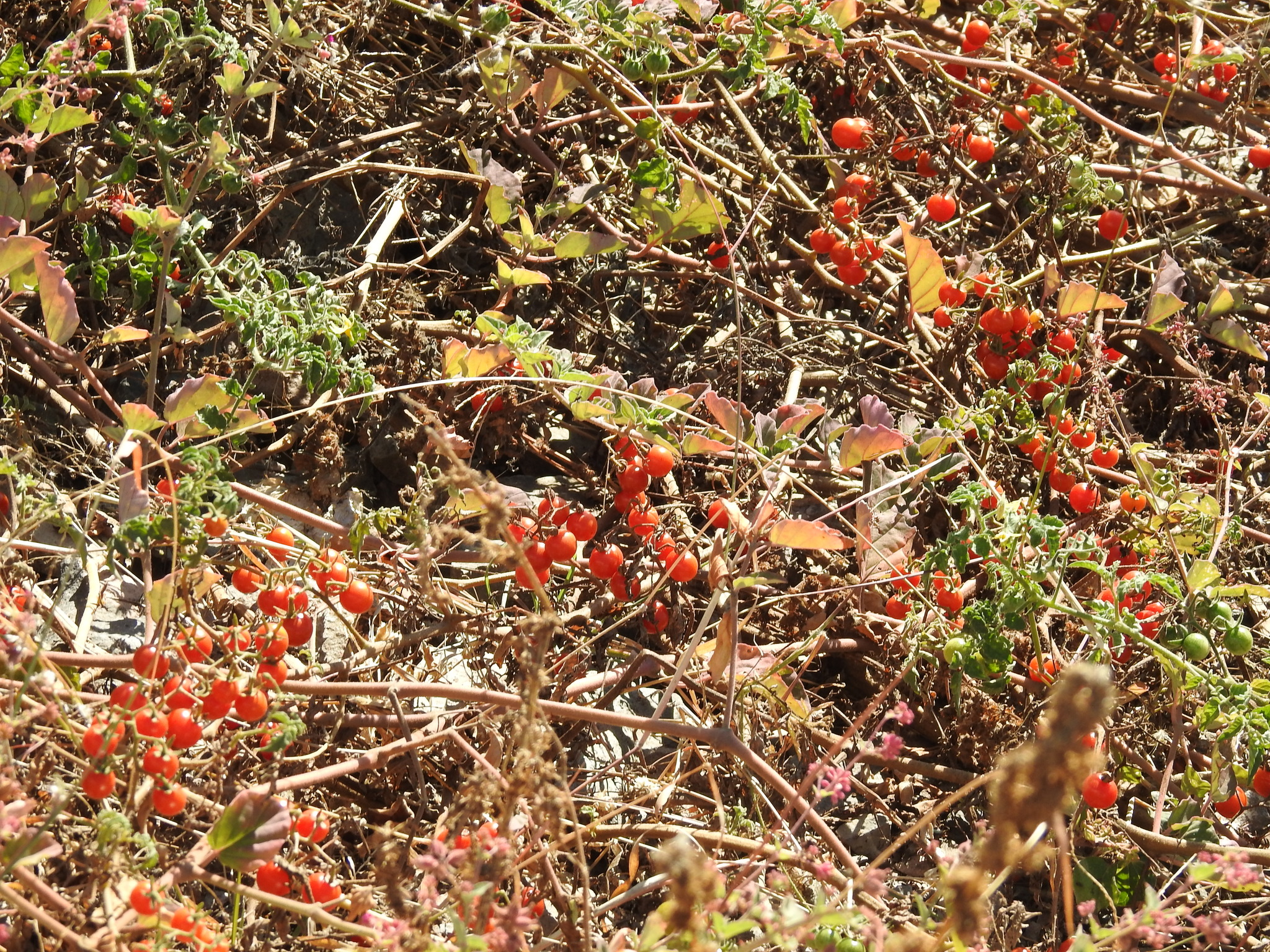 Photo by Adid Jimenez via iNaturalist (Copyright Adid Jimenez)