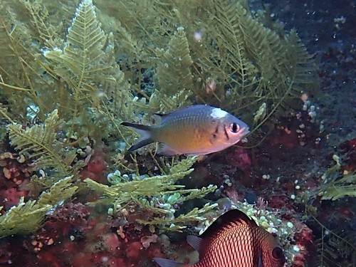 Philippines chromis (Chromis scotochiloptera) — Pomacentridae