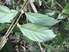 Maesa japonica