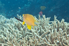 Amblyglyphidodon aureus