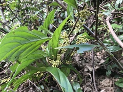 Maesa japonica