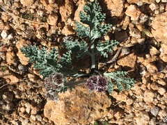 Vesper purpurascens