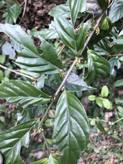 Maesa japonica