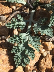 Vesper purpurascens