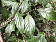 Maesa japonica