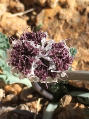 Vesper purpurascens
