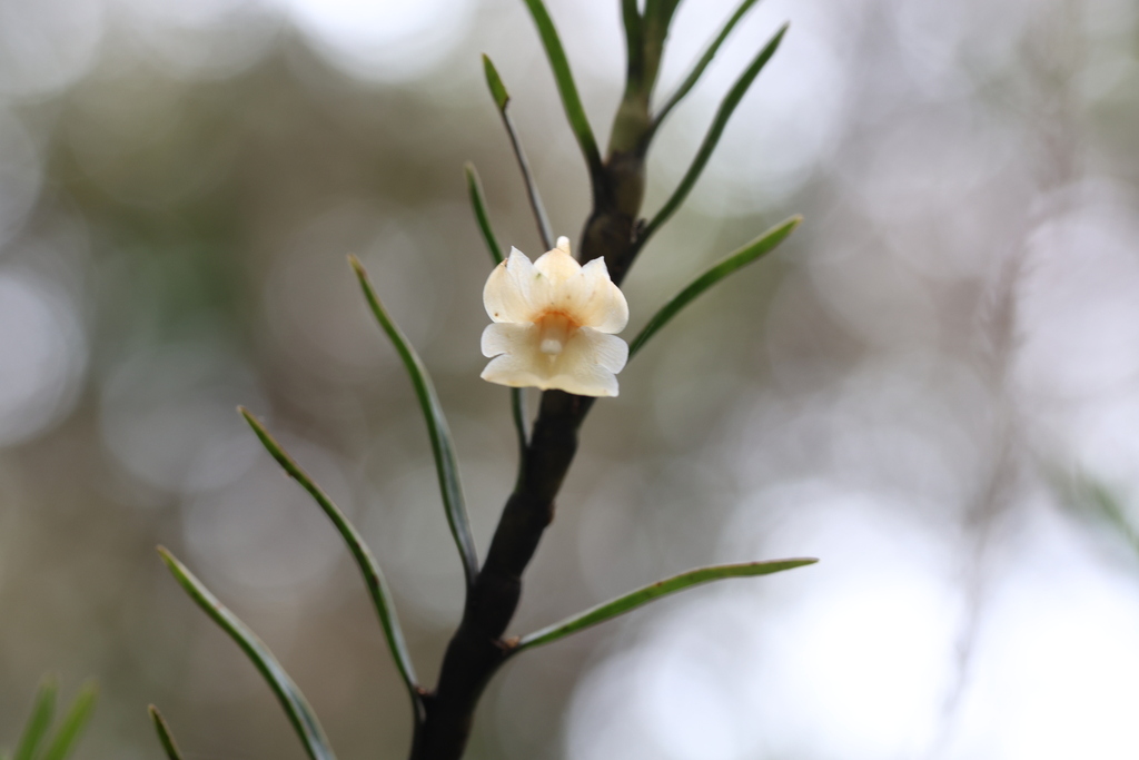 Dendrobium maraiparense J.J.Wood & C.L.Chan 4