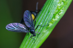 Sciara hemerobioides