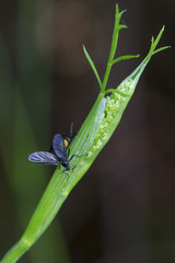 Sciara hemerobioides