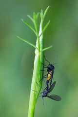 Sciara hemerobioides