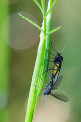 Sciara hemerobioides