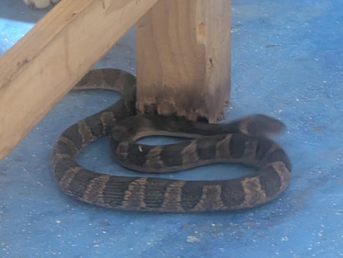 Southwestern Cat-eyed Snake