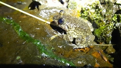 Limnonectes kuhlii