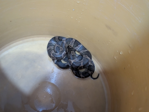 Southwestern Cat-eyed Snake