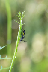 Sciara hemerobioides